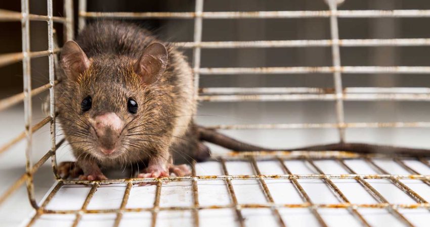 close-up-of-anxious-rat-trapped-in-metal-cage-2021-08-30-18-49-37-utc-copy.jpg