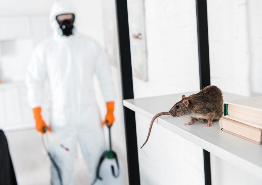 selective-focus-of-rat-on-rack-near-exterminator-2022-12-16-17-52-44-utc.jpg