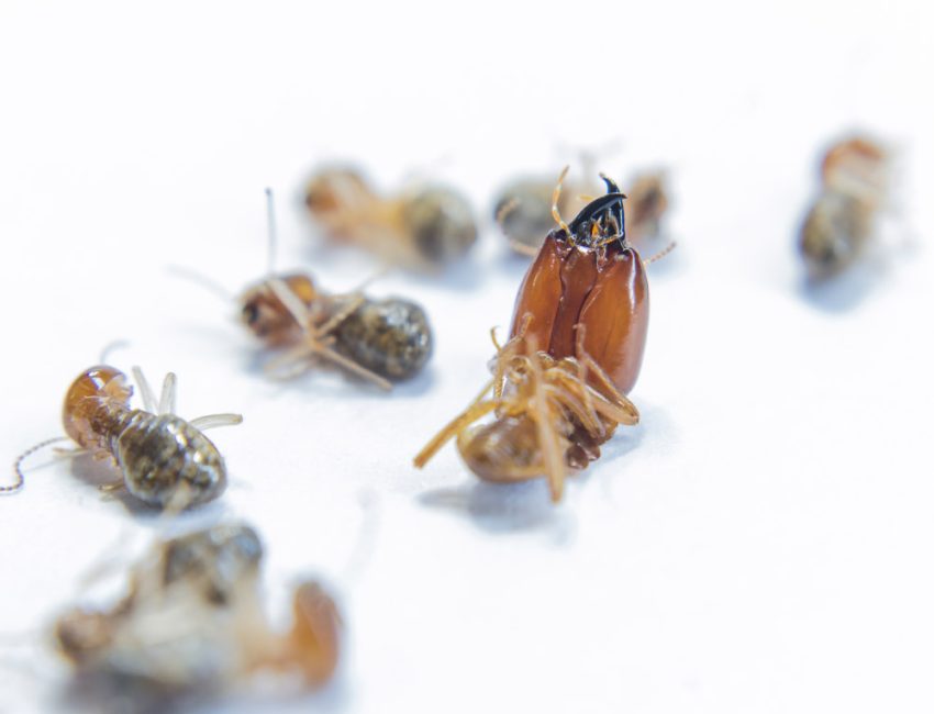 termite.jpg