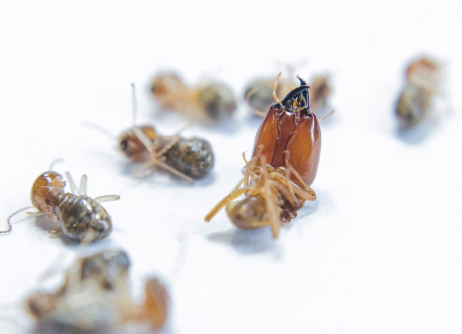 termite.jpg